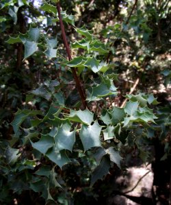 Berberis higginsiae