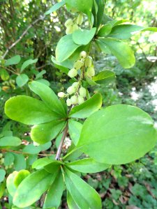 Berberis vernae - Botanischer Garten, Frankfurt am Main - DSC03273