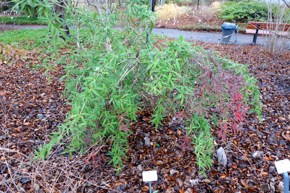 Berberis gagnepainii - Botanischer Garten, Dresden, Germany - DSC08940