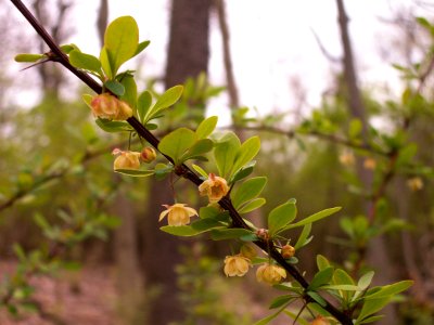 Berberis thunbergii, 2014-05-02, Mount Lebanon, Pennsylvania, 03