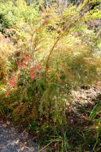 Berberis sanguinea (Berberis panlanensis) - Quarryhill Botanical Garden - DSC03291