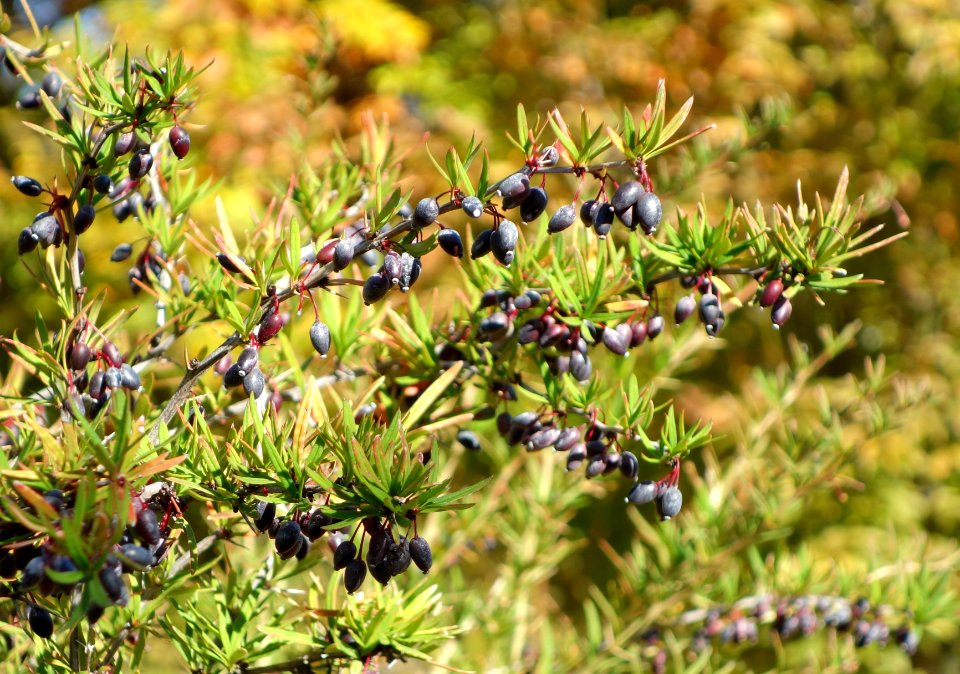 Berberis sanguinea - Quarryhill Botanical Garden - DSC03276