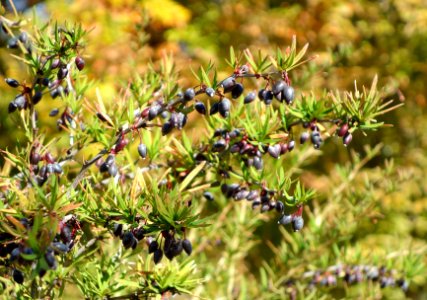 Berberis sanguinea - Quarryhill Botanical Garden - DSC03276