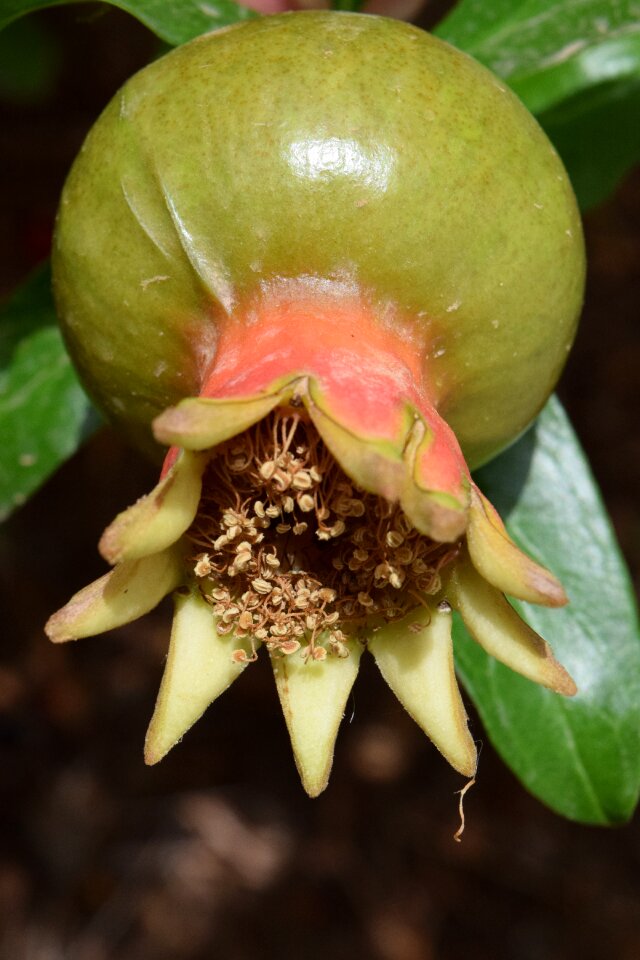 Green nature immaturity fruit