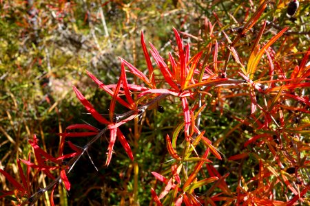Berberis sanguinea - Quarryhill Botanical Garden - DSC03277