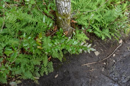 Berberis aquifolium 114270919