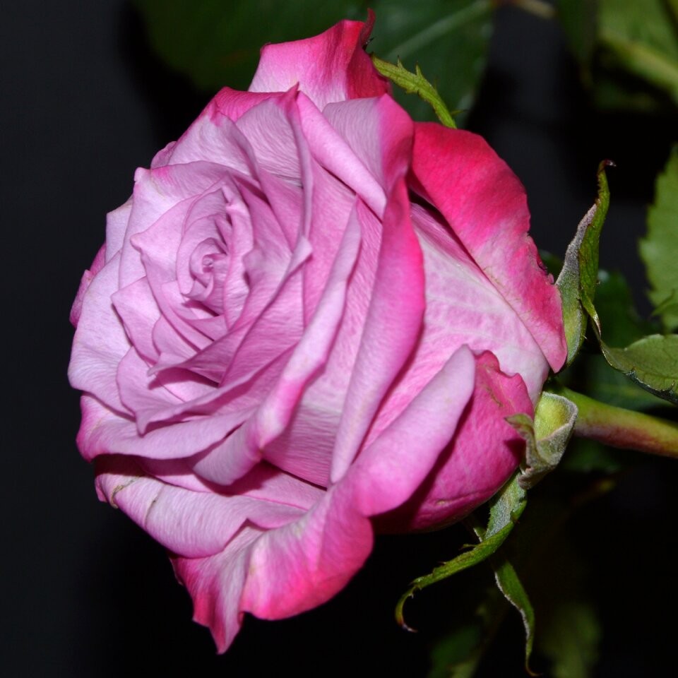Bloom rose bloom garden