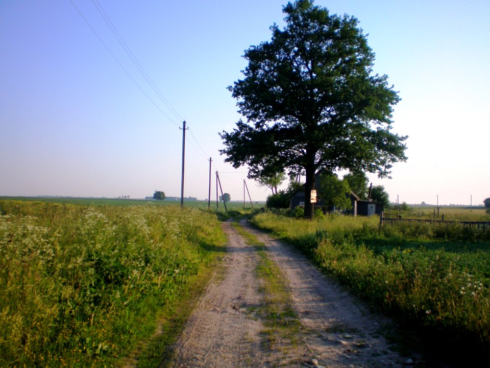 Berželė5