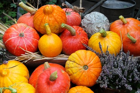 Orange yellow garden photo