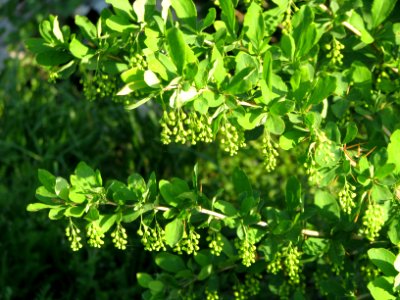 Berberis vulgaris 5878