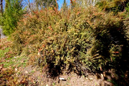 Berberis wilsoniae - Quarryhill Botanical Garden - DSC03660