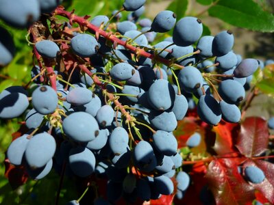 Blue fruits not edible red leaves