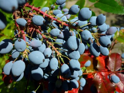 Blue fruits not edible red leaves photo