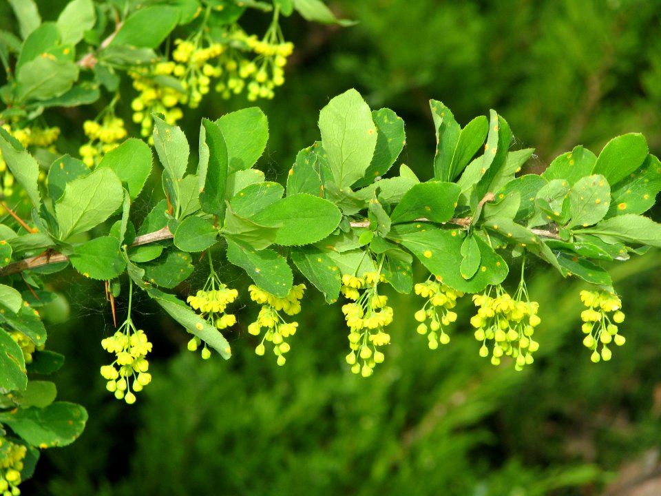 Berberis vulgaris5934