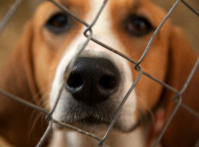Hunting dog pack kennel