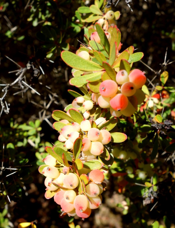 Berberis wilsoniae - Quarryhill Botanical Garden - DSC03663