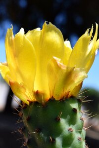 Prickly pear cactus blossom yellow photo
