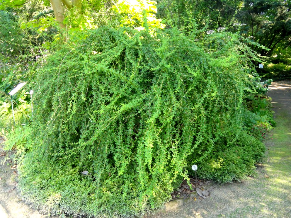 Berberis wilsoniae - Botanischer Garten, Frankfurt am Main - DSC03321