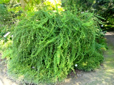 Berberis wilsoniae - Botanischer Garten, Frankfurt am Main - DSC03321