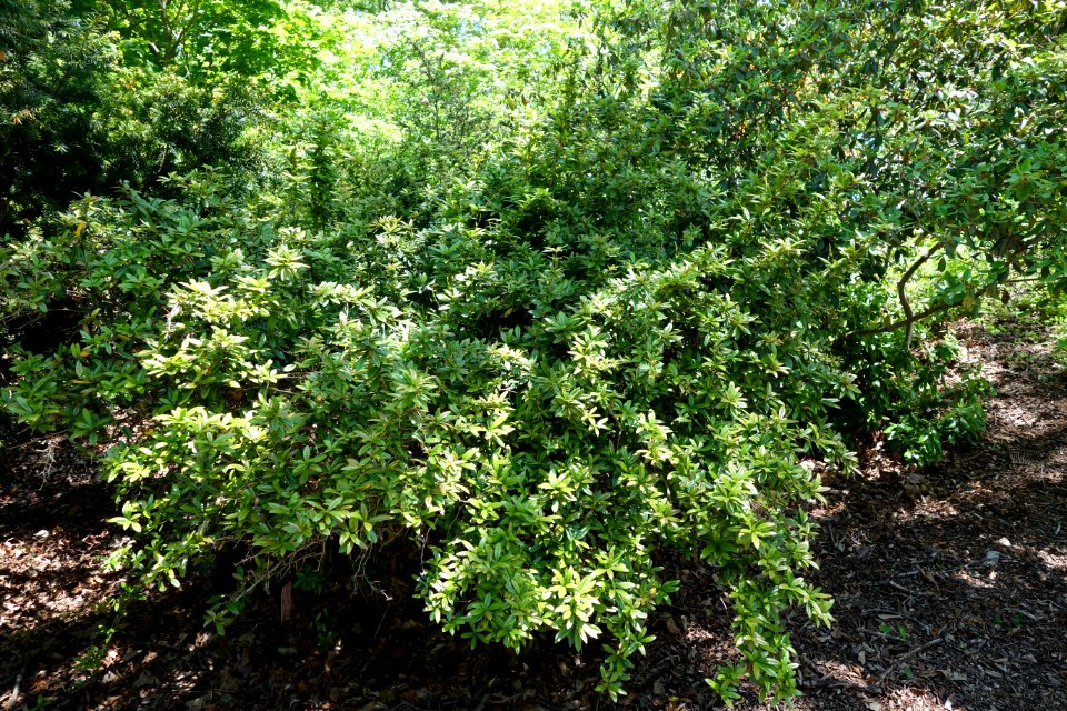 Berberis julianae 'Nana' - Arnold Arboretum - DSC06946