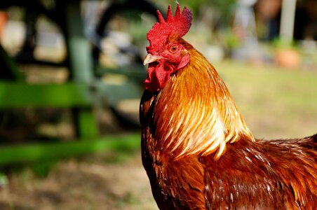 Bird animal domestic