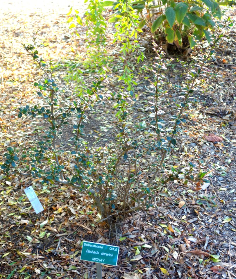 Berberis darwinii - San Luis Obispo Botanical Garden - DSC05985