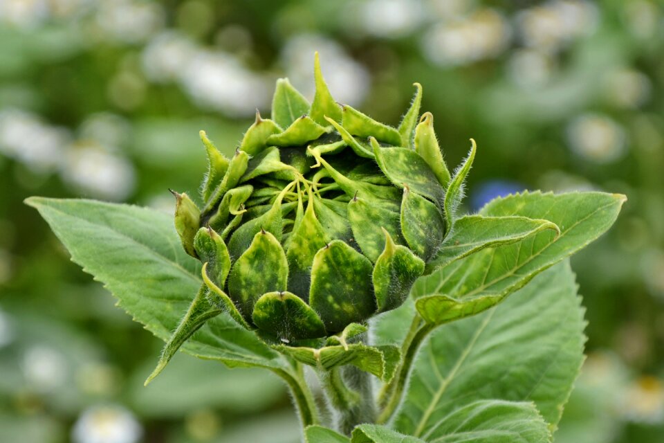 Nature summer sunflower bud