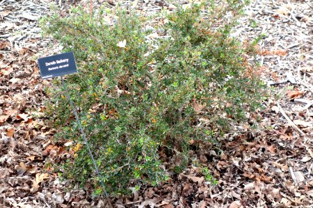 Berberis darwinii - McConnell Arboretum & Botanical Gardens - DSC02961