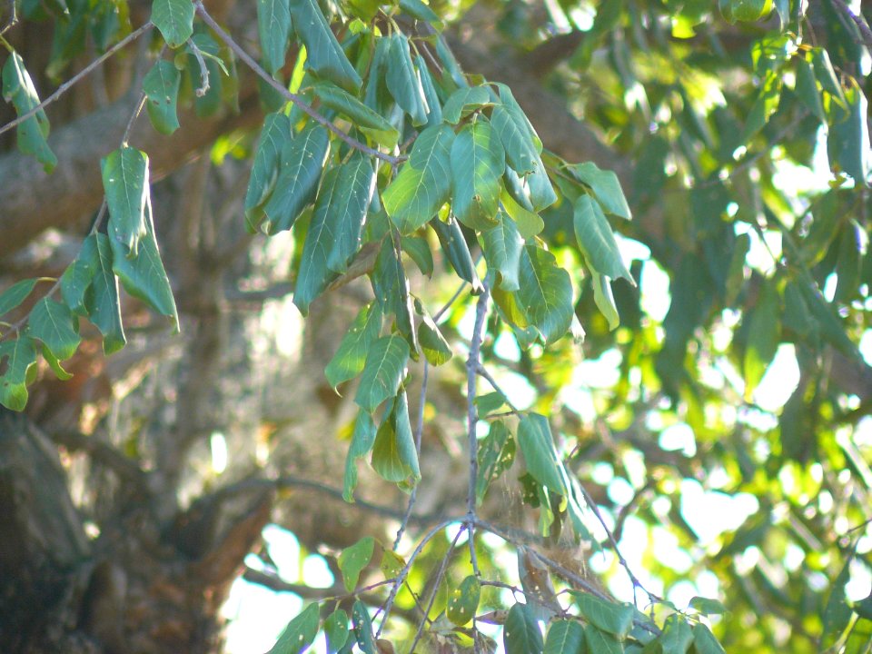 Berchemia discolor-Kruger-NP leaves