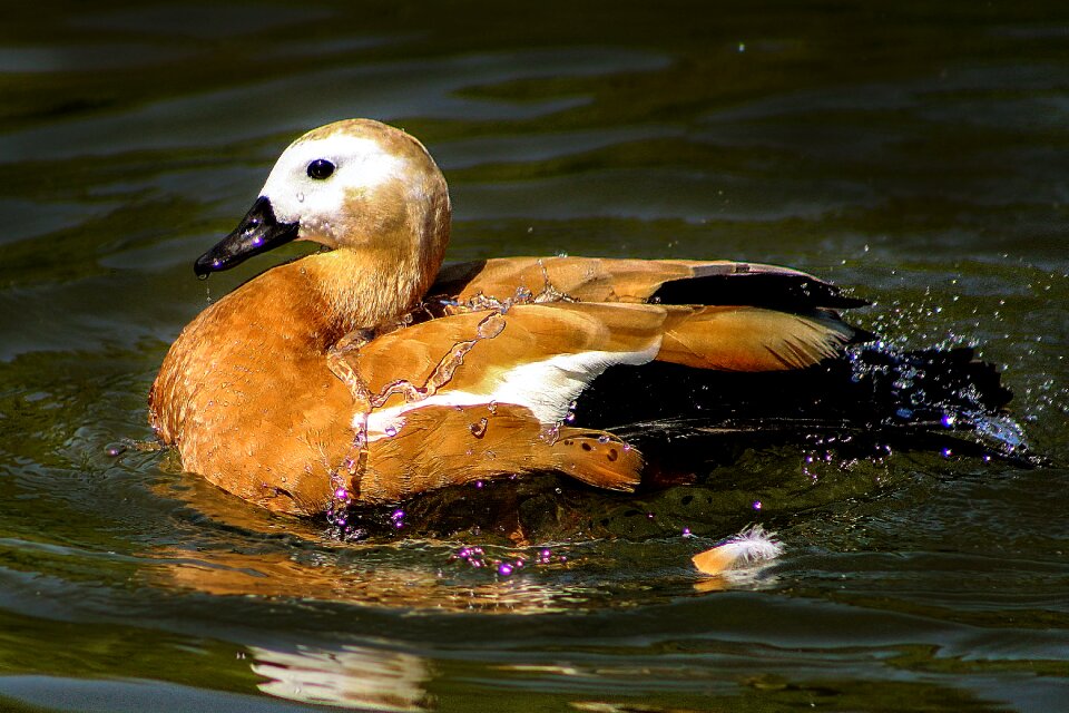Animals duck lake