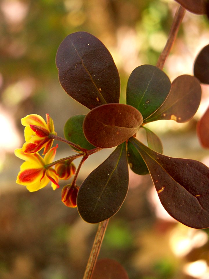 Berberis thunbergii, 2015-05-02, Fox Chapel, 01