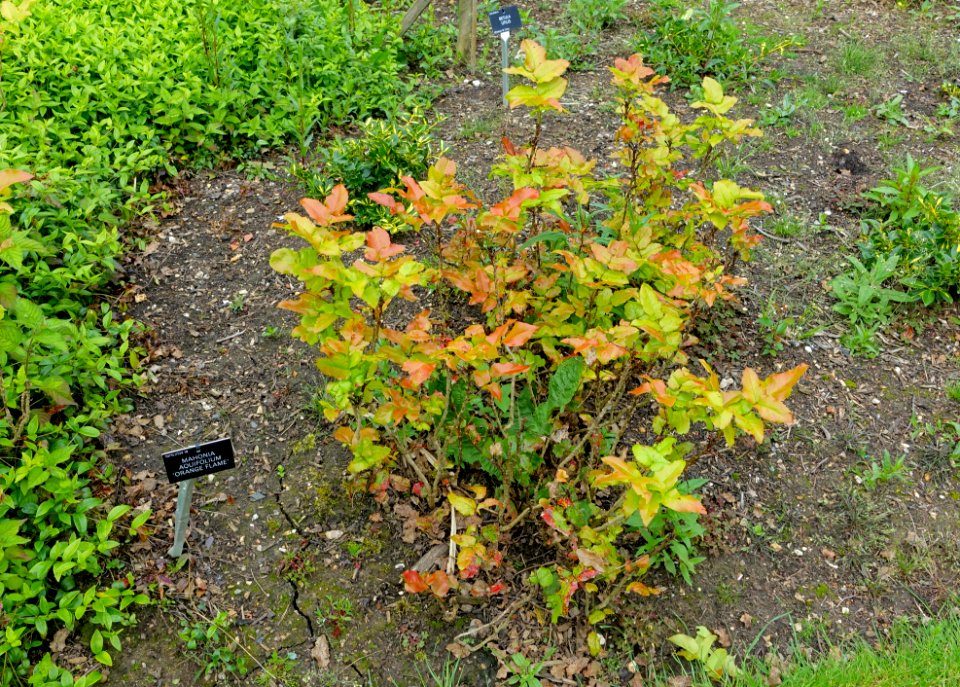 Berberis aquifolium 'Orange Flame' (Mahonia aquifolium) - Hillier Gardens - Romsey, Hampshire, England - DSC04335