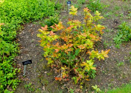 Berberis aquifolium 'Orange Flame' (Mahonia aquifolium) - Hillier Gardens - Romsey, Hampshire, England - DSC04335