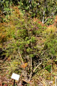 Berberis sanguinea - Quarryhill Botanical Garden - DSC03270