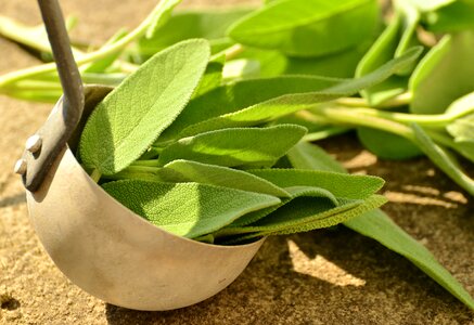 Healthy tea herbs health photo