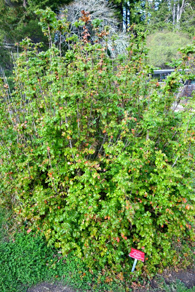 Berberis pinnata (Mahonia pinnata) - Regional Parks Botanic Garden, Berkeley, CA - DSC04372