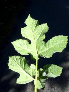 BerceA3
