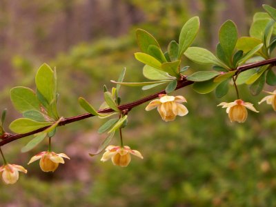 Berberis thunbergii, 2014-05-02, Mount Lebanon, Pennsylvania, 02