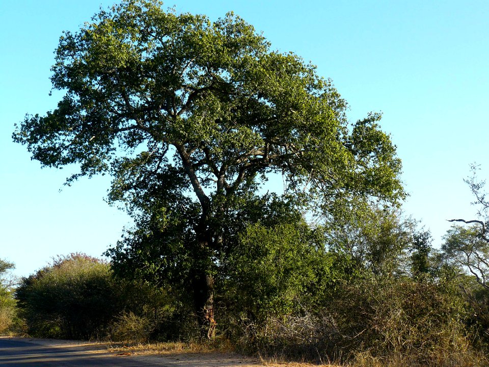 Berchemia discolor Kruger-NP