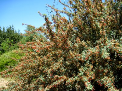 Berberis nevinii2