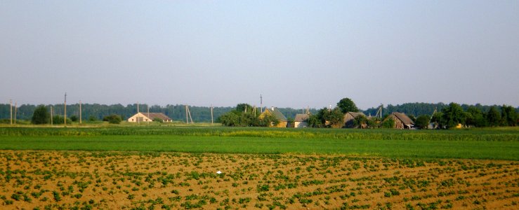 Berželė3