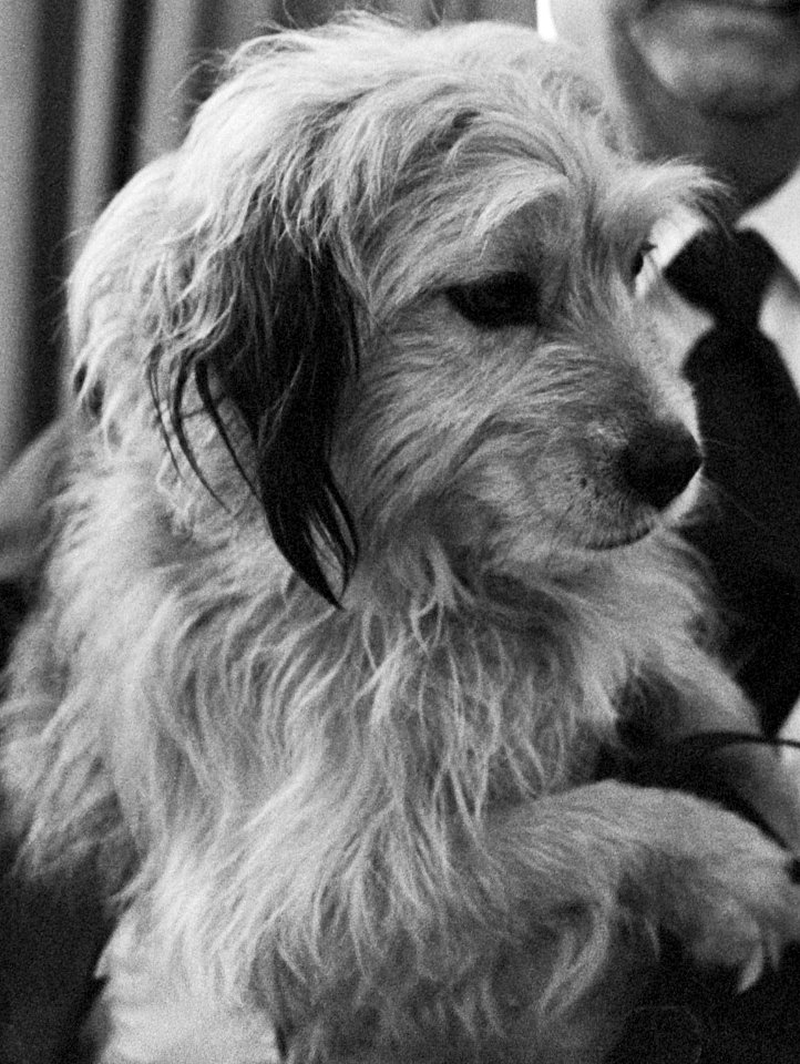 Benji 1979e