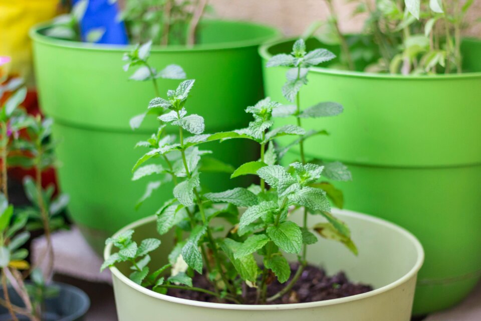 Garden garden plants gardening