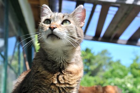 Cat mackerel domestic cat photo