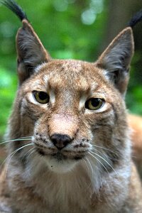 Mammals eurasischer lynx carnivores photo