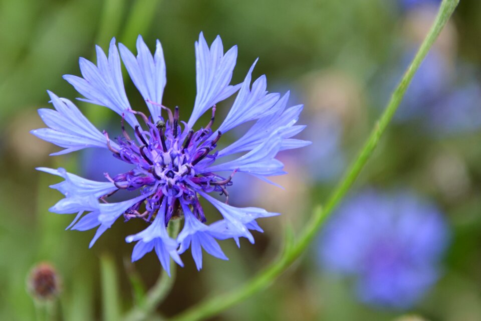 Blue summer violet photo