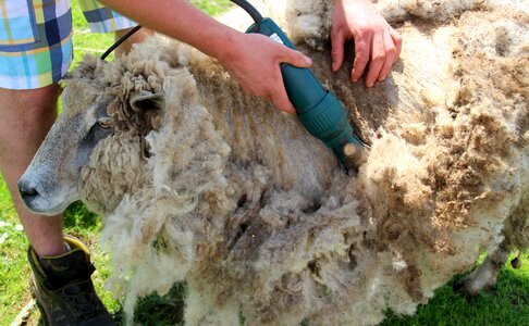Wool livestock sheepskin