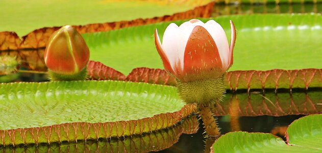 Victoria amazonica amazon giant water lily flower photo