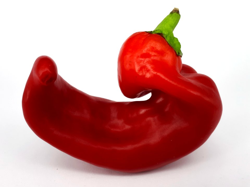 Bent red capsicum 2017 A