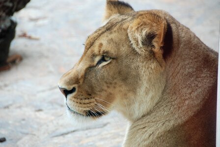 Head zoo closeup